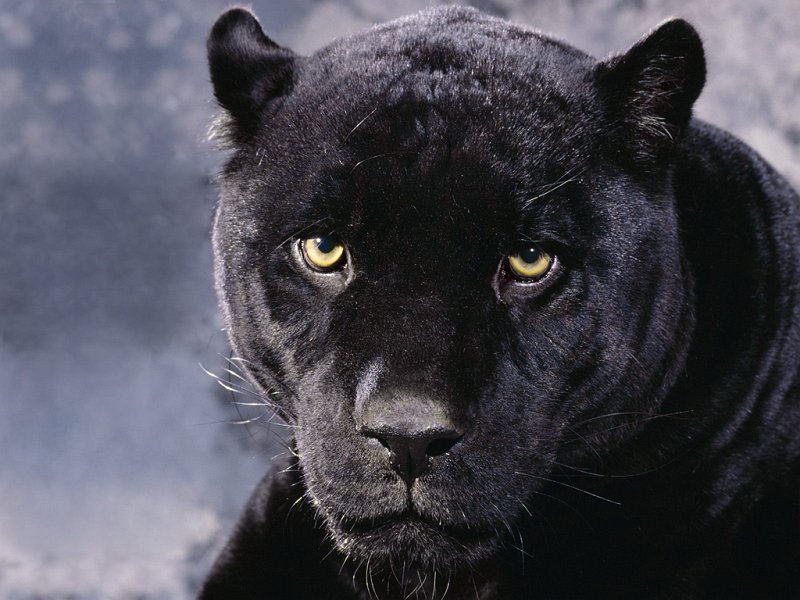 Blackpanther - 06.jpg